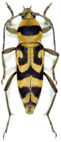 Chlorophorus varius