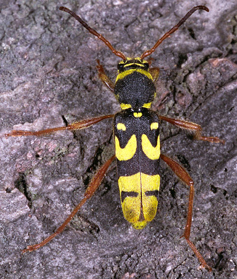 Clytus kabateki