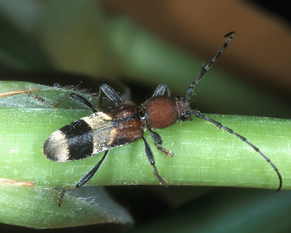 Anaglyptus praecellens