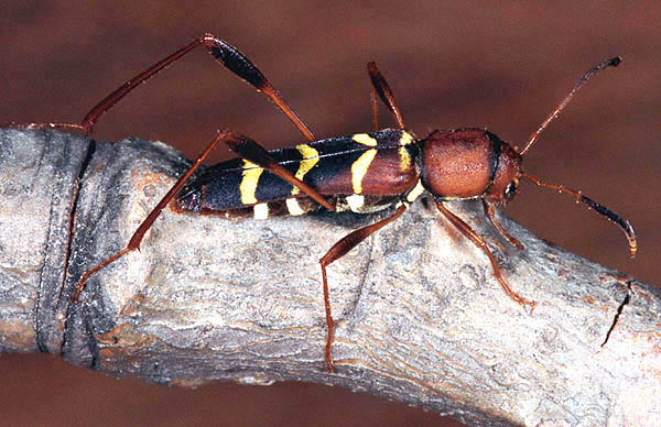 Neoclytus acuminatus acuminatus