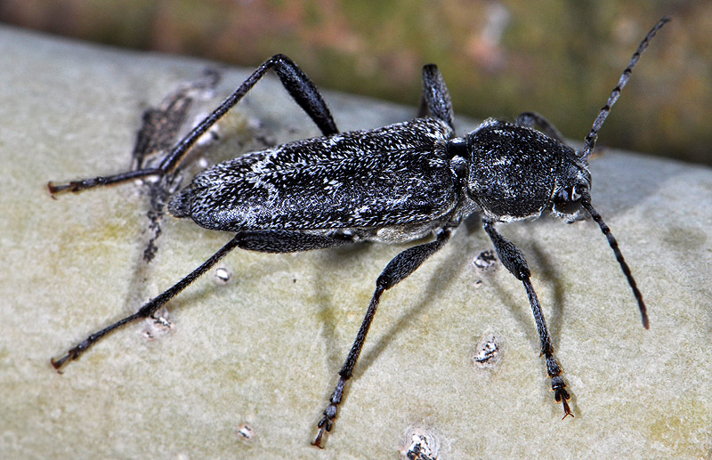 Xylotrechus rusticus