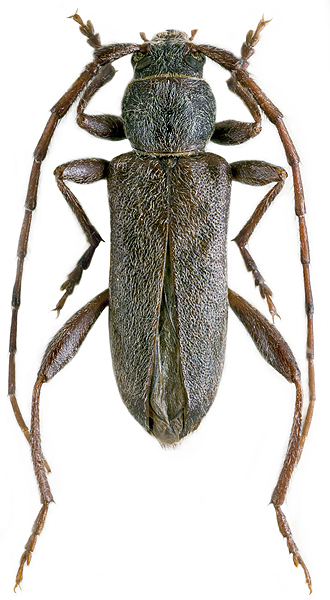 Turanium scabrum