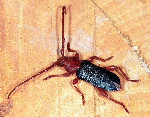 Ropalopus ledereri