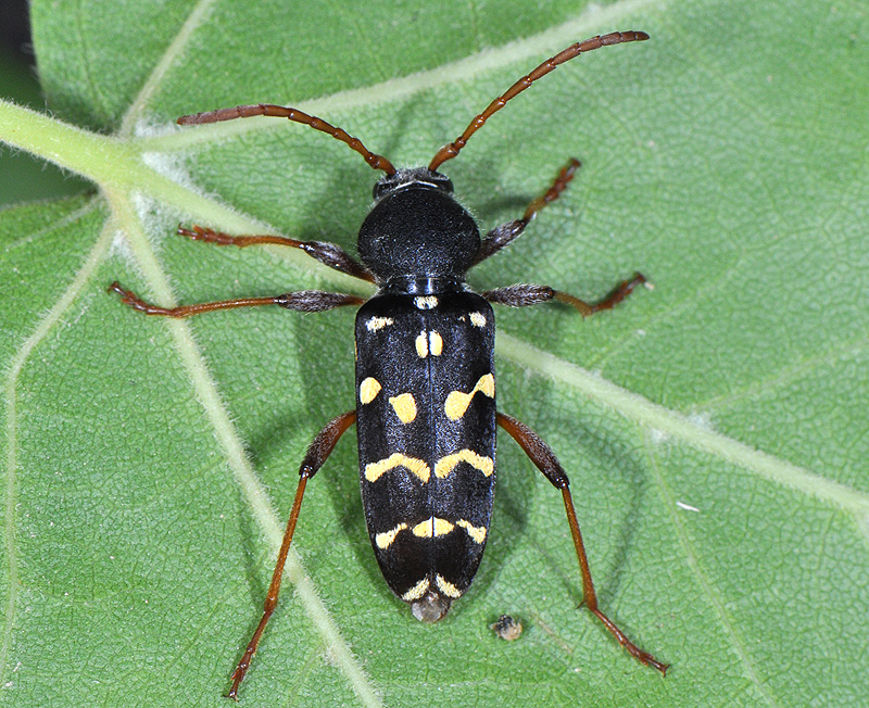 Plagionotus arcuatus multiinterruptus - female