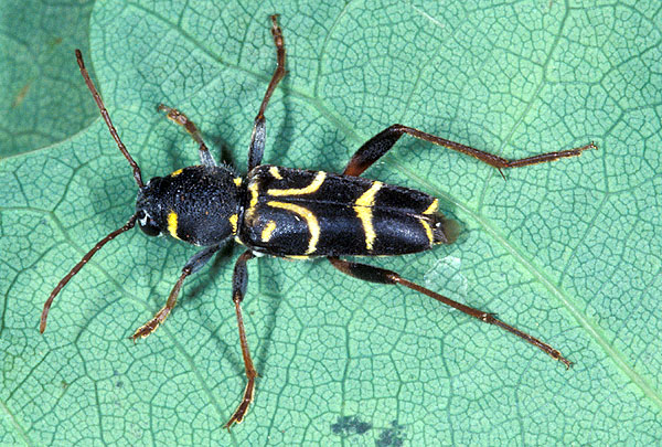 Xylotrechus antilope antilope