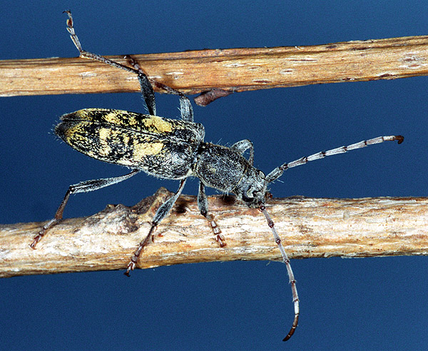 Paraclytus reitteri