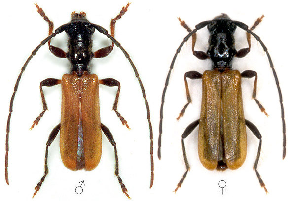Stenhomalus bicolor