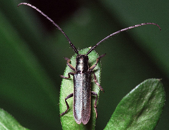 Agapanthia intermedia