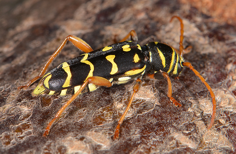 Plagionotus arcuatus arcuatus