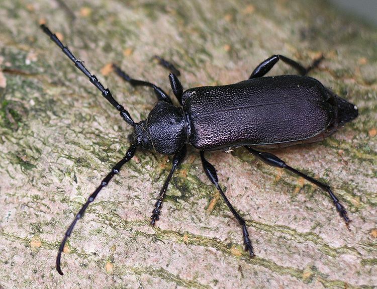 Ropalopus siculus