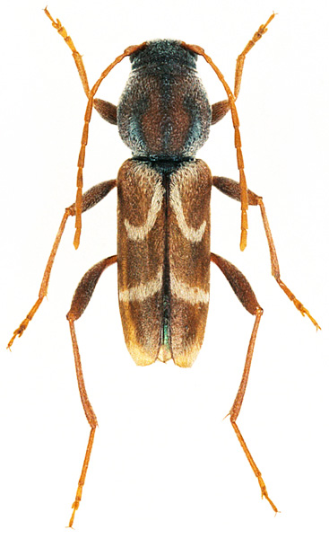 Pseudosphegesthes brunnescens