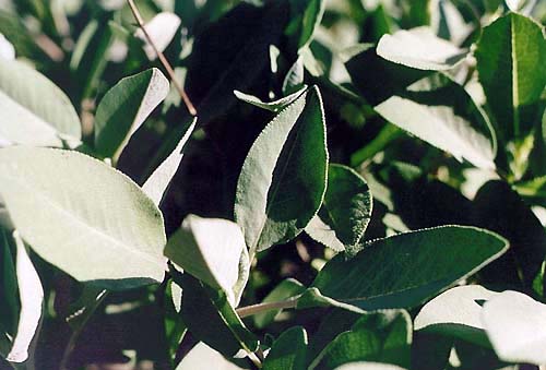 Salvia tomentosa