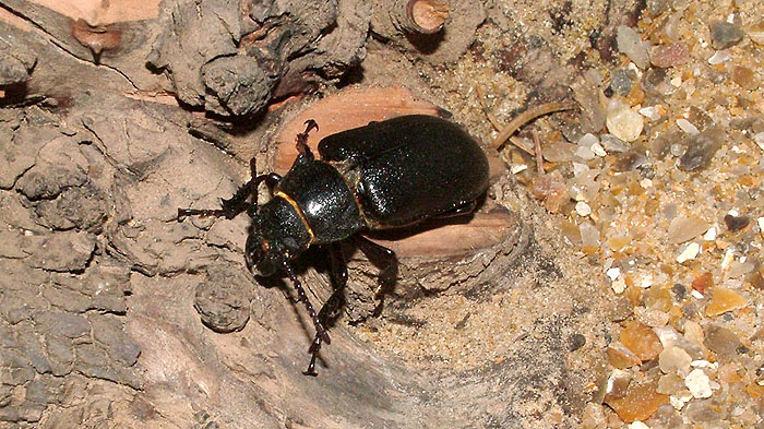 Cantharocnemis strandi - female