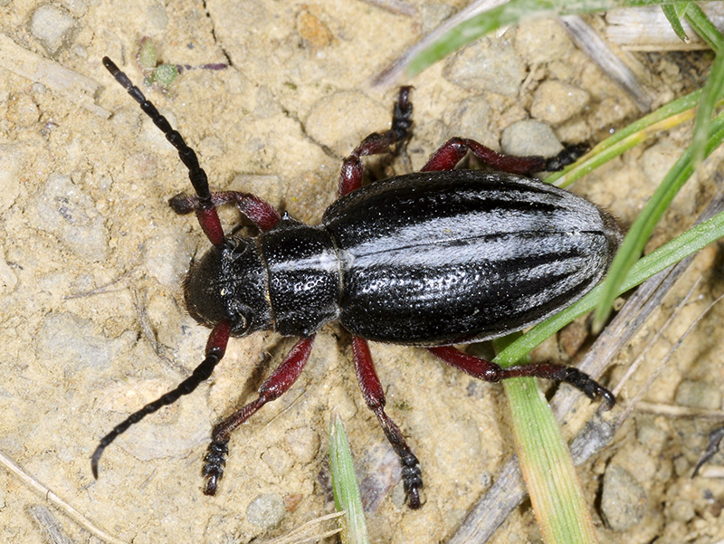 Dorcadion gallipolitanum fumidum