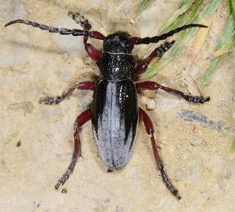 Dorcadion gallipolitanum fumidum