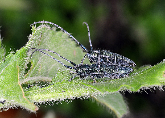 Agapanthia chalybaea