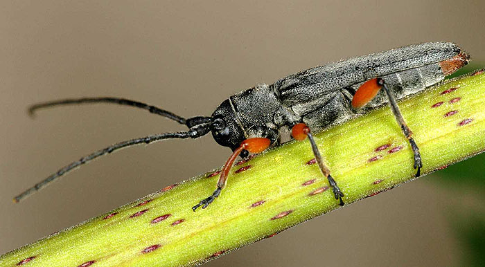 Phytoecia rufipes rufipes