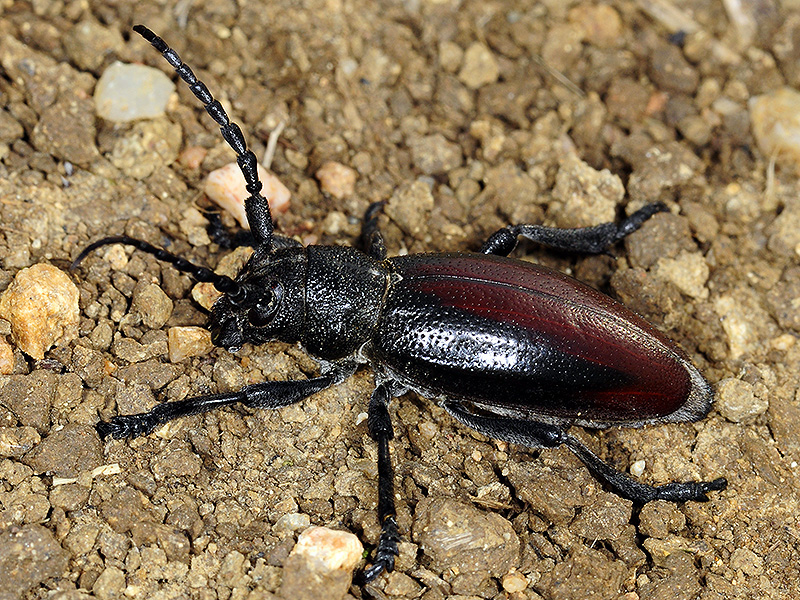 Dorcadion hybridum