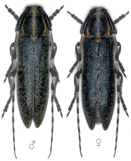 Agapanthia simplicicornis