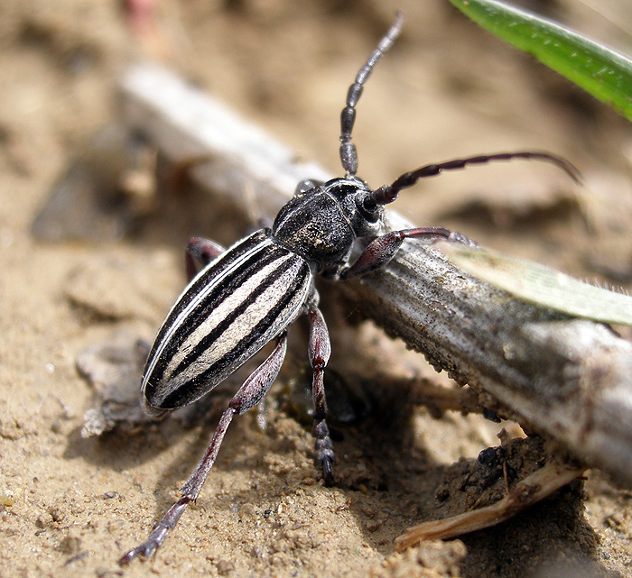 Dorcadion auratum