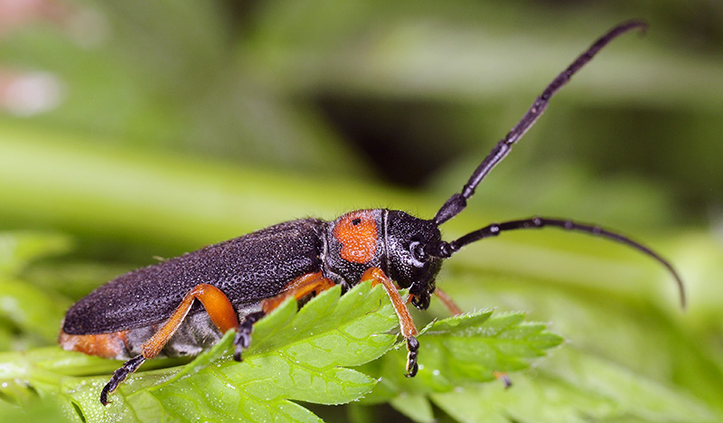 Phytoecia affinis affinis