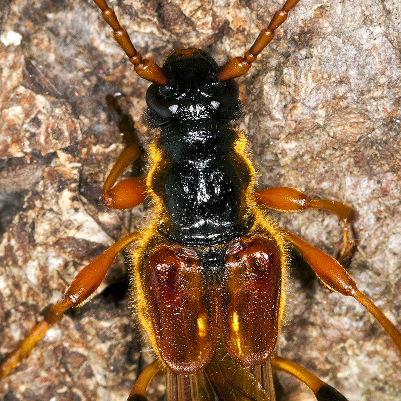 Necydalis major - detail