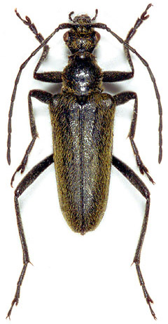 Acmaeops smaragdula