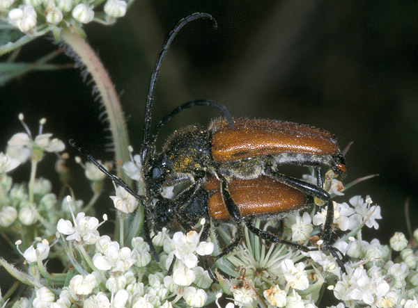 Paracorymbia pallens