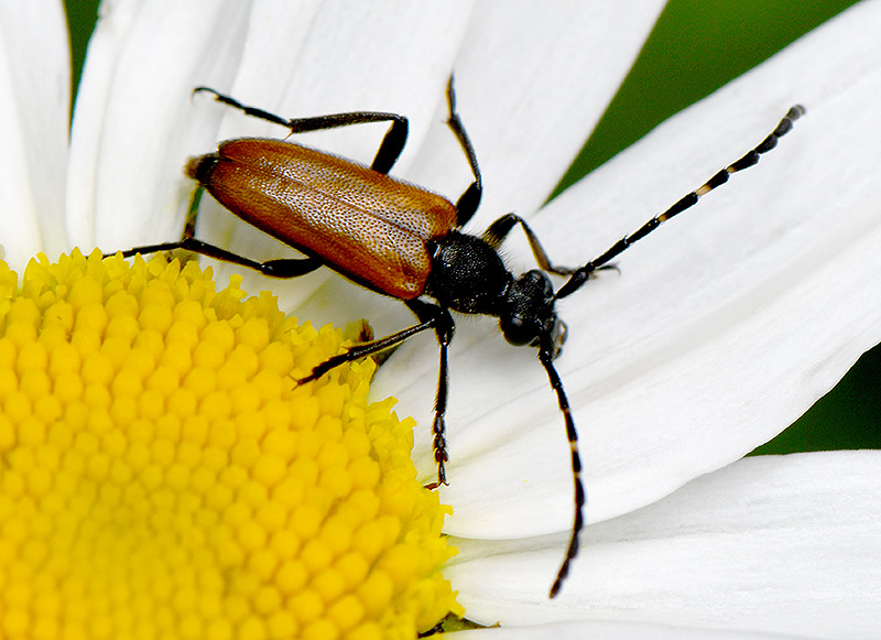 Paracorymbia maculicornis