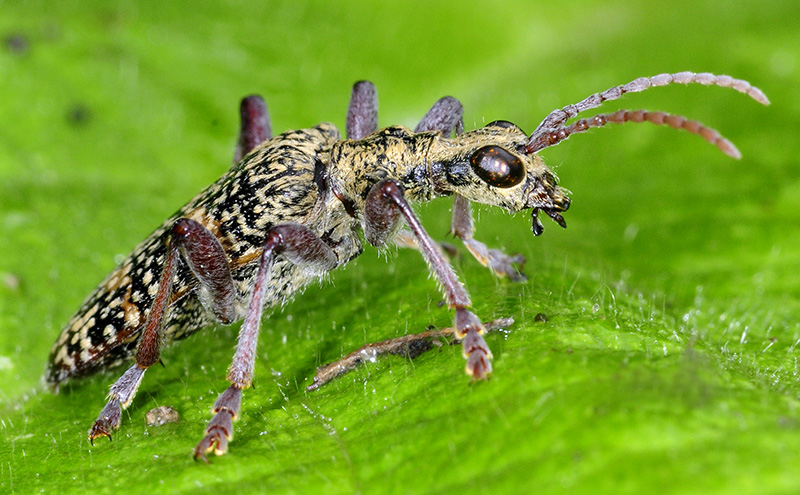 Rhagium fasciculatum