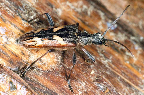 Rhagium bifasciatum