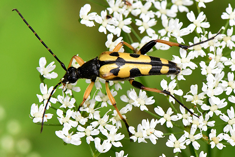 Rutpela maculata