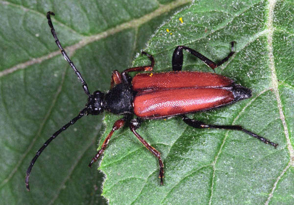 Stictoleptura erythroptera