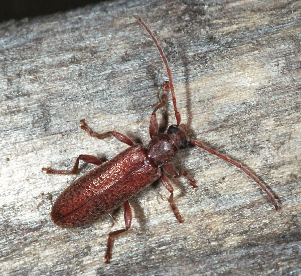 Oxypleurus nodieri