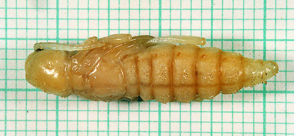 Xylotrechus smei - pupa