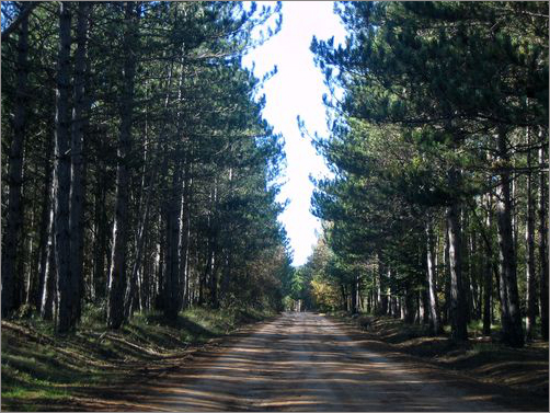 Acanthocinus hispanicus - habitat