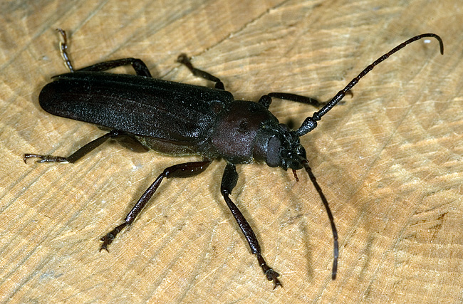 Prinobius myardi