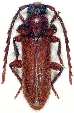 Alocerus moesiacus