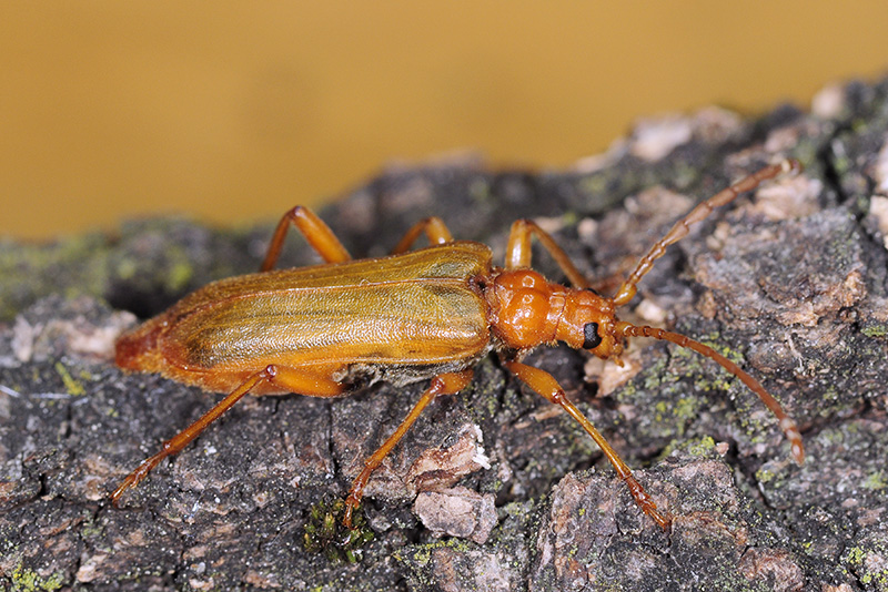 Rhamnusium bicolor testaceipenne
