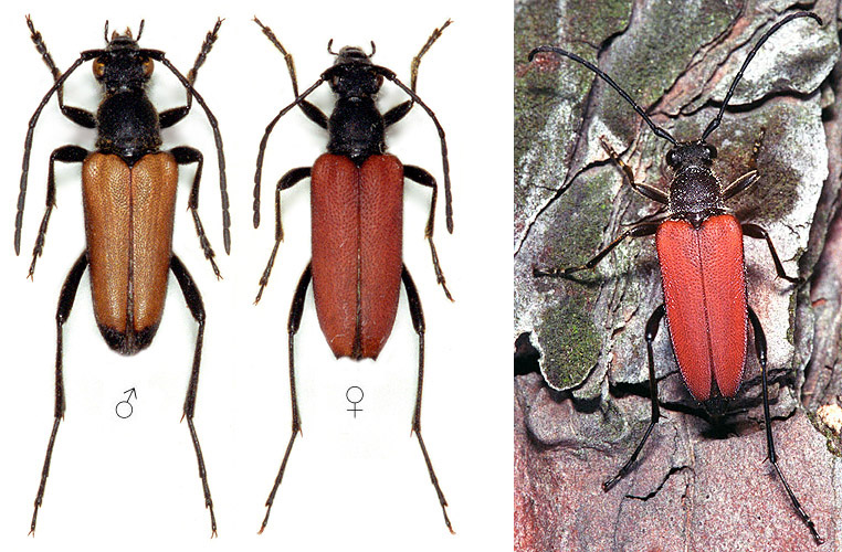 Anastrangalia sanguinolenta