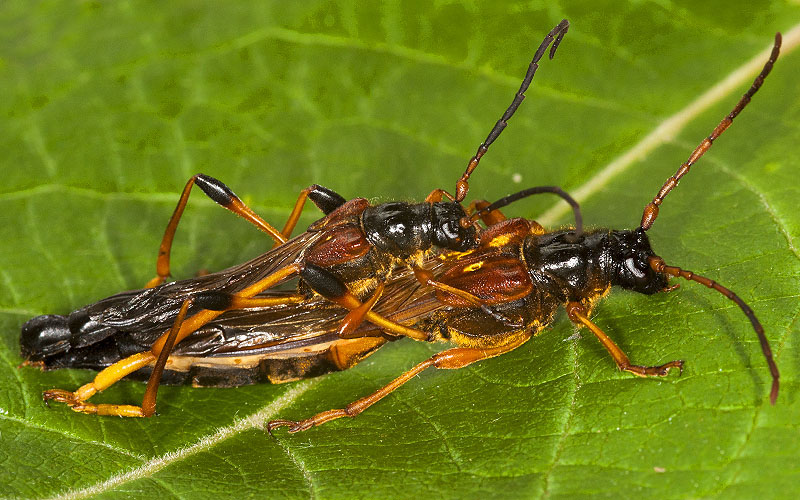 Necydalis major - couple