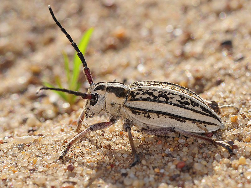 Dorcadion irinae