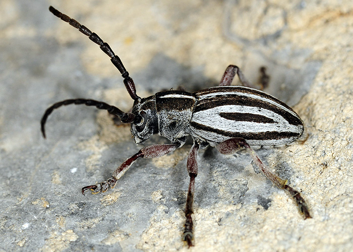 Dorcadion tuleskovi