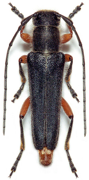 Phytoecia kabateki