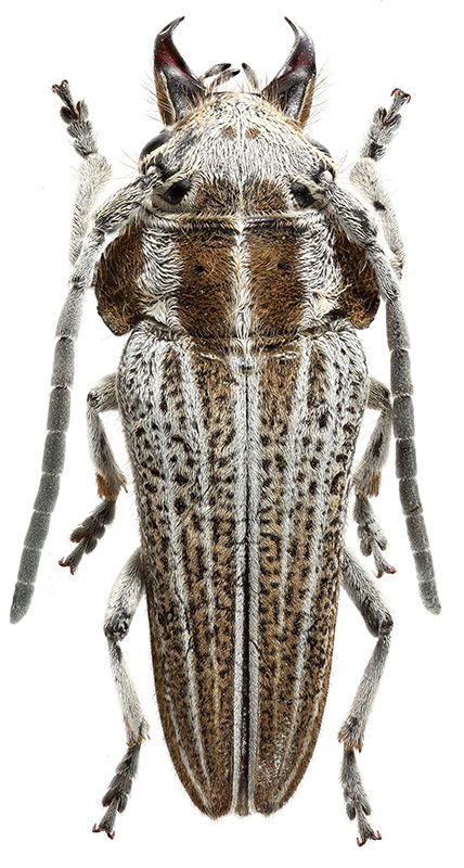 Eurycoptosia bodoani