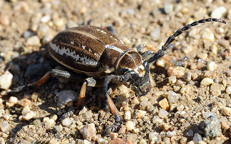 Dorcadion cephalotes female