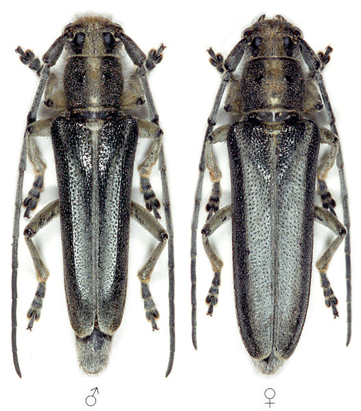 Phytoecia rebeccae