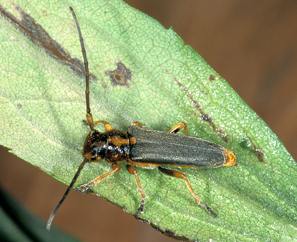 Phytoecia imperialis