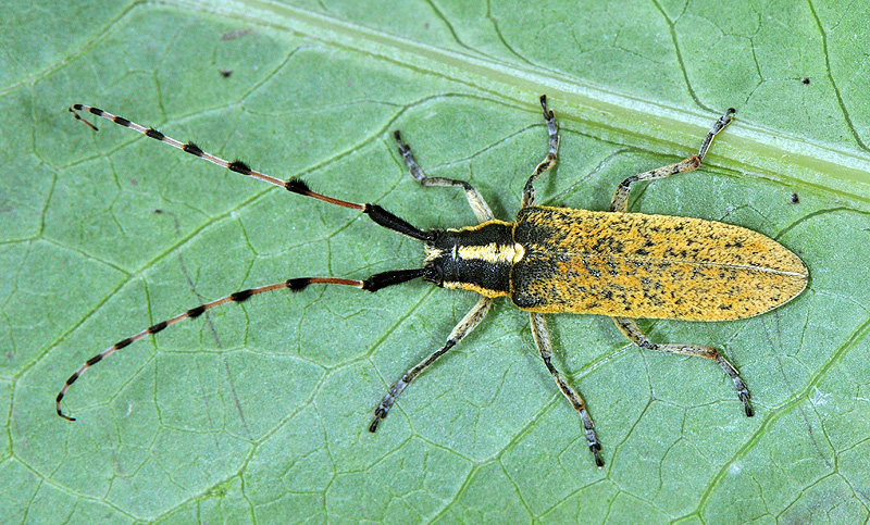 Agapanthia dahli persica