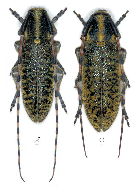 Agapanthia sicula malmerendii